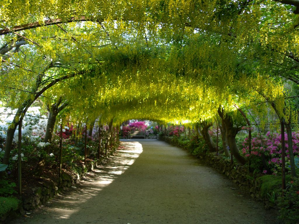 The Laburnum Arch at Bodnant Garden