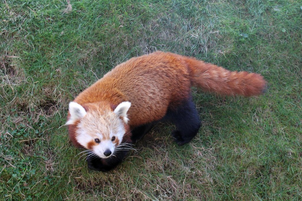 Red panda at the Welsh Mountain Zoo