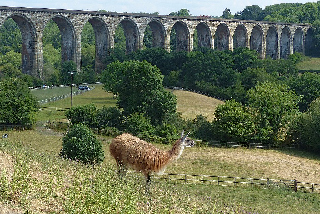 Llama at Tŷ Mawr Country Park with the Cefn viaduct behind