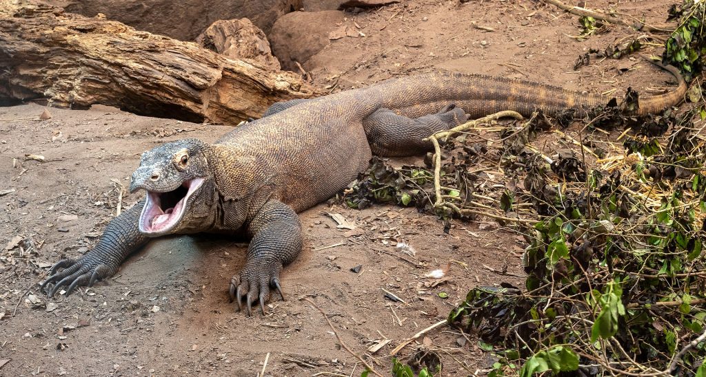 Komodo dragon at Chester Zoo